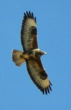 buzzard